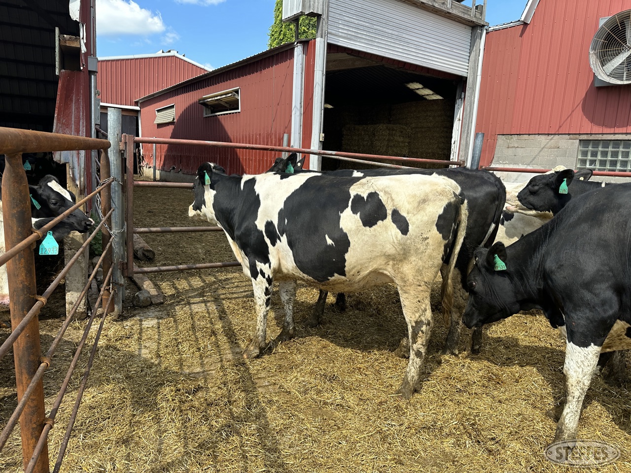 (12 Head) Holstein Dairy Heifers